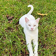 Casper is registered to the contest to win money with this photo: backyard, cat, closeup, ears, eyes, feline, grass, greenery, lying_down, nature, outdoor, paws, pet, pinecones, portrait, relaxed, sunlit, tail, whiskers, white_cat