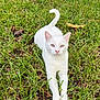 backyard, cat, closeup, ears, eyes, feline, grass, greenery, lying_down, nature, outdoor, paws, pet, pinecones, portrait, relaxed, sunlit, tail, whiskers, white_cat
