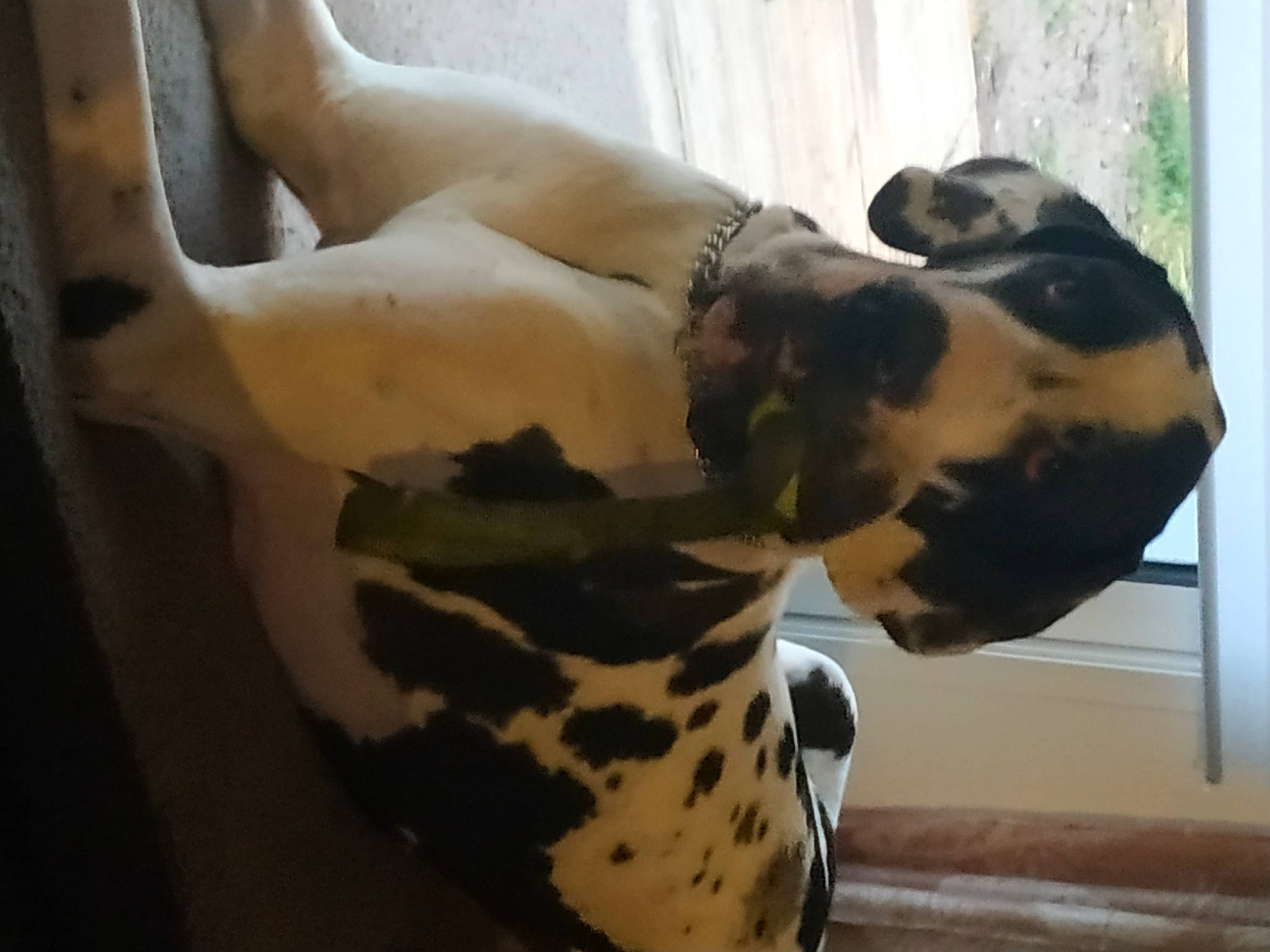 Ombre participe au concours pour gagner de l'argent avec cette photo : abdomen, art, canidae, carnivore, chest, dalmatian, dog, dog_breed, elbow, fawn, fur, human_leg, jaw, military_camouflage, navel, sculpture, sporting_group, terrestrial_animal, trunk, whiskers