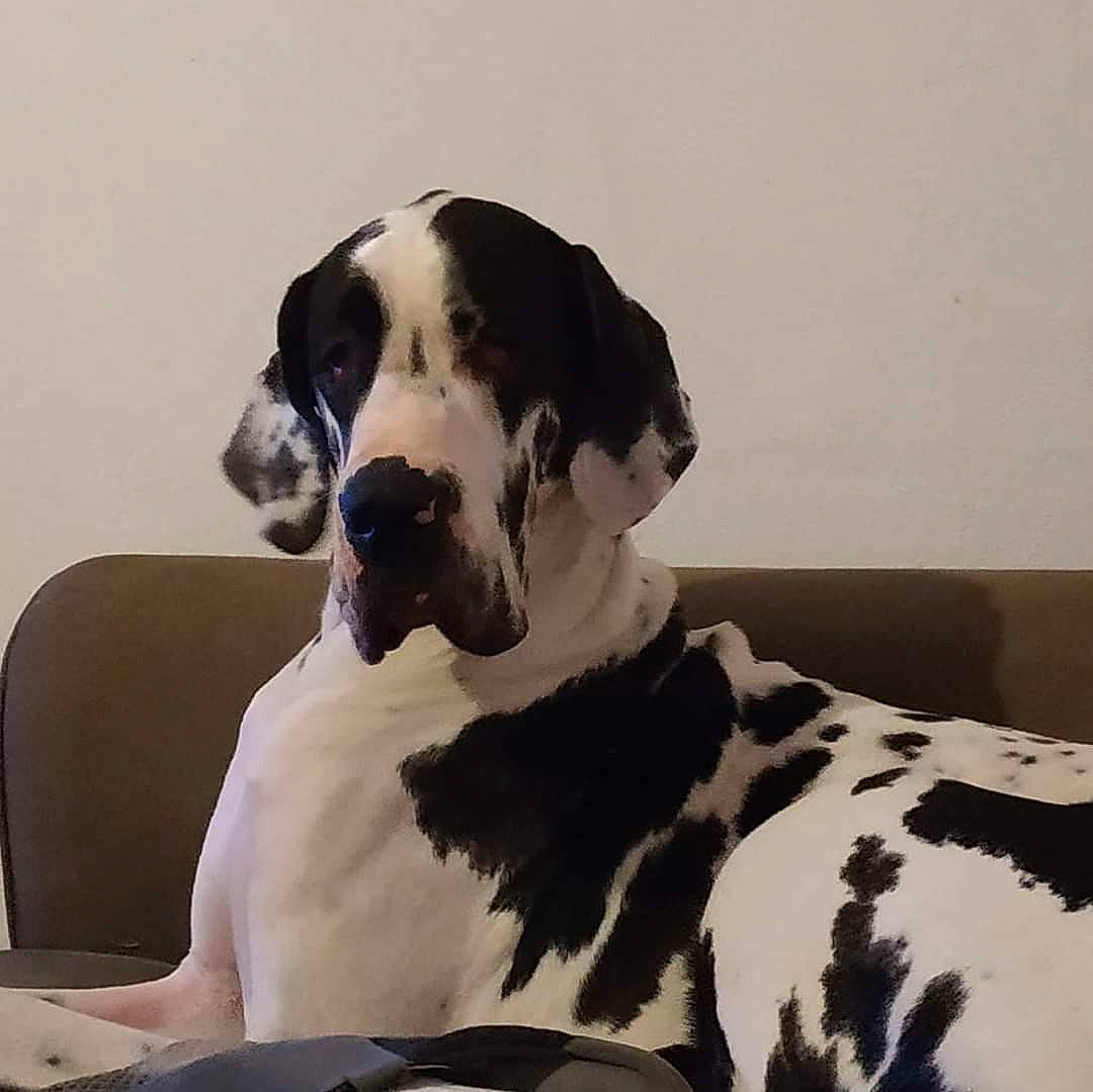 Ombre participe au concours pour gagner de l'argent avec cette photo : canidae, carnivore, collar, comfort, companion_dog, dog, dog_breed, dog_collar, dog_supply, fawn, fur, great_dane, guard_dog, non_sporting_group, snout, sporting_group, terrestrial_animal, whiskers, working_animal, working_dog