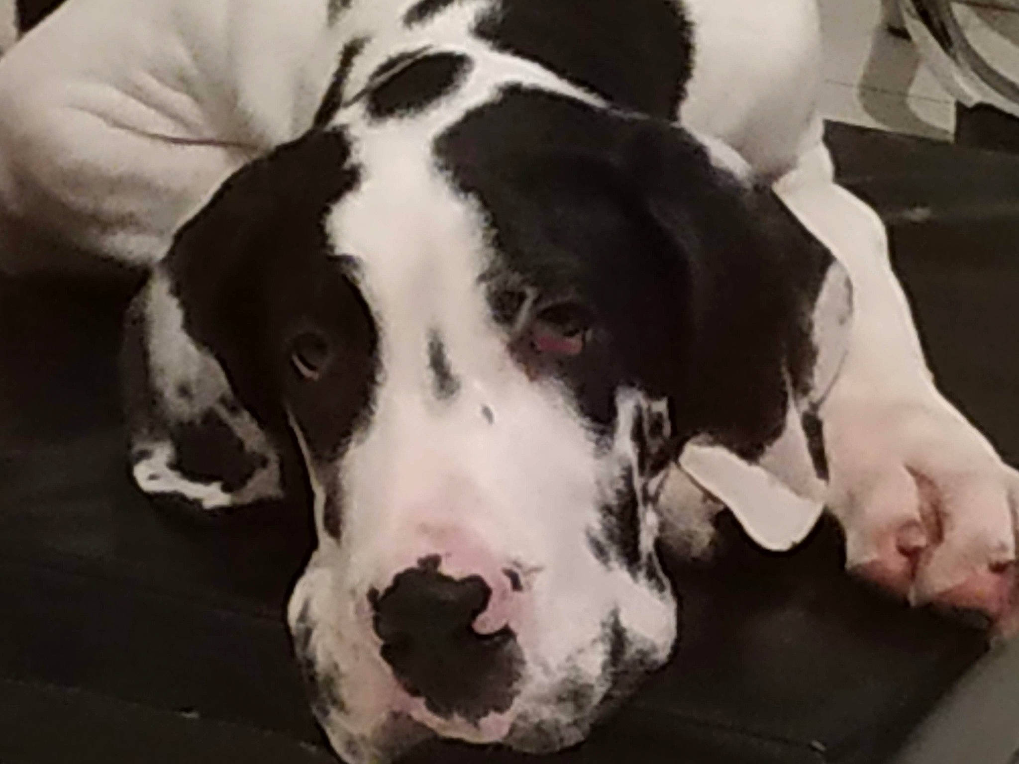 Ombre participe au concours pour gagner de l'argent avec cette photo : bored, canidae, carnivore, comfort, companion_dog, dog, dog_breed, fur, monochrome, monochrome_photography, natural_material, pet_supply, snout, sporting_group, style, terrestrial_animal, whiskers, white, working_animal, working_dog