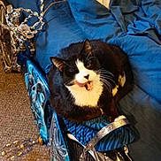 Shadow joined the competition — help win amazing prizes! animal, bicycle, black_and_white, blanket, blue, carpet, cat, chrome, comfort, cozy, decor, feline, funny_expression, handlebars, home, indoor, pet, resting, seat, wheel