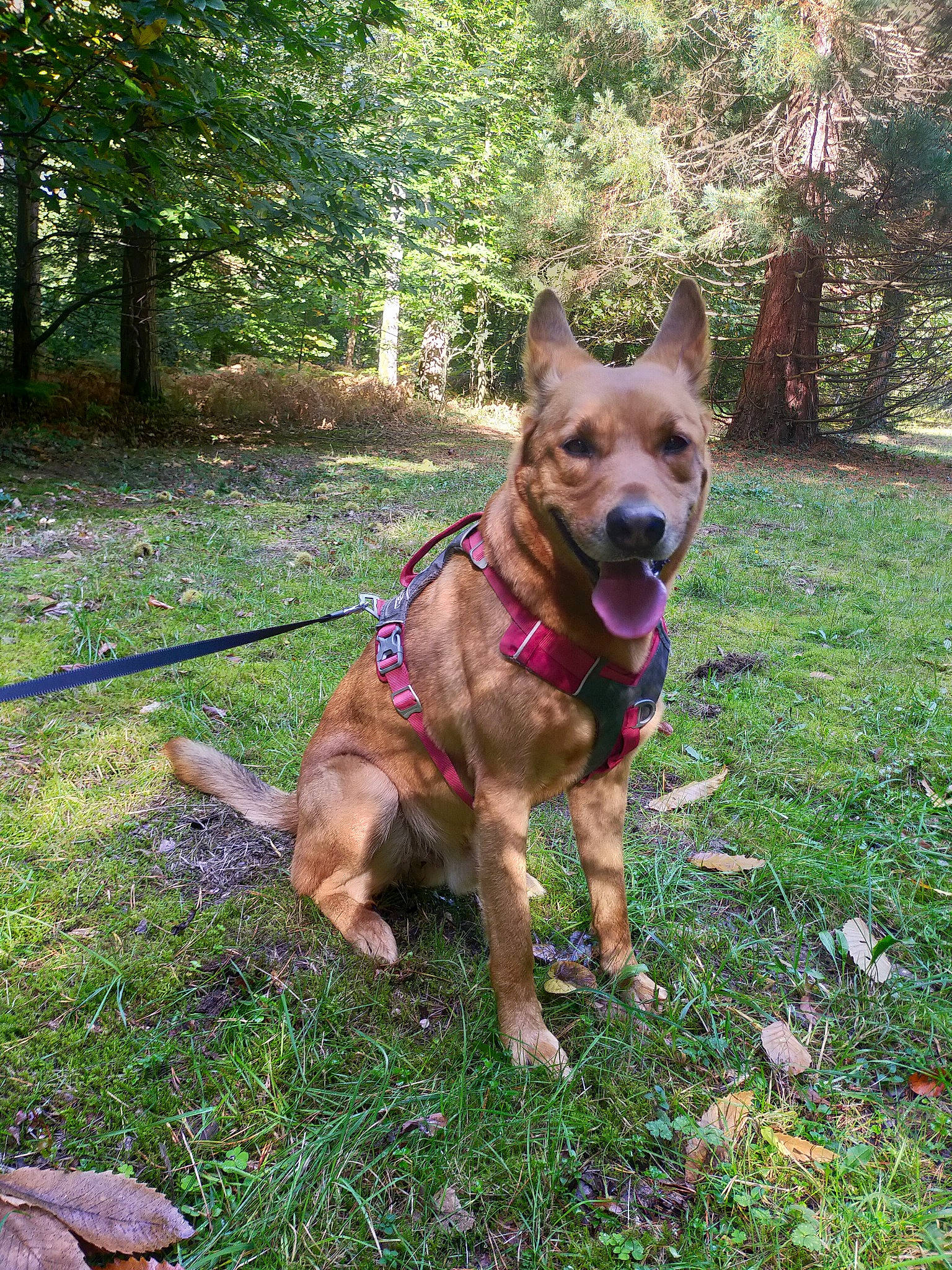 Mowgly participe au concours pour gagner de l'argent avec cette photo : canidae, carnivore, collar, companion_dog, dog, dog_breed, dog_collar, dog_supply, east_european_shepherd, fawn, german_shepherd_dog, grass, leash, old_german_shepherd_dog, plant, snout, tail, tree, working_animal, working_dog