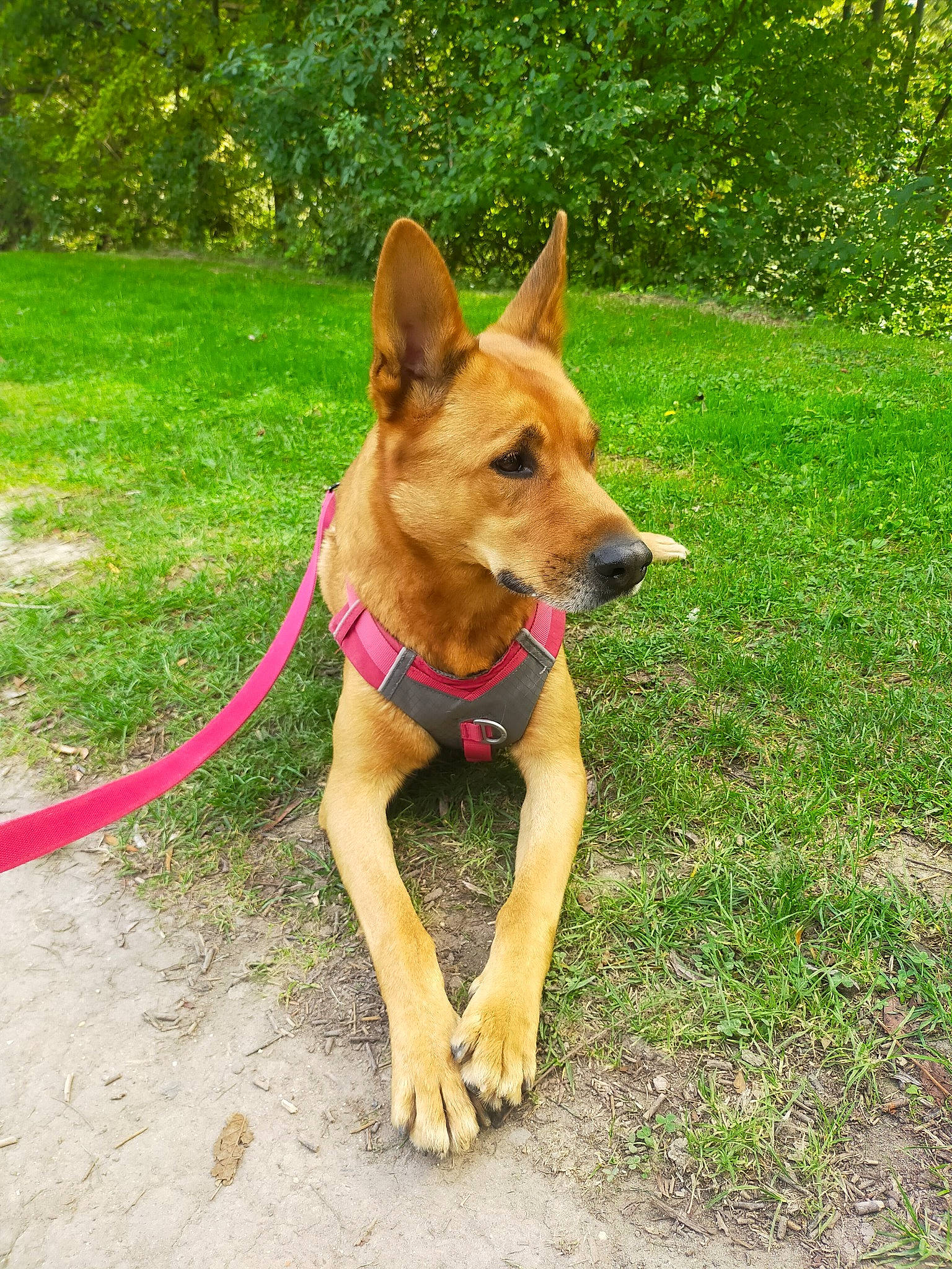 Mowgly a rejoint le concours — aidez-le/la à gagner de superbes lots ! adventure, canidae, carnivore, collar, companion_dog, dog, dog_breed, dog_collar, dog_supply, fashion_accessory, fawn, grass, leash, plant, snout, sporting_group, tail, terrestrial_animal, working_animal, working_dog