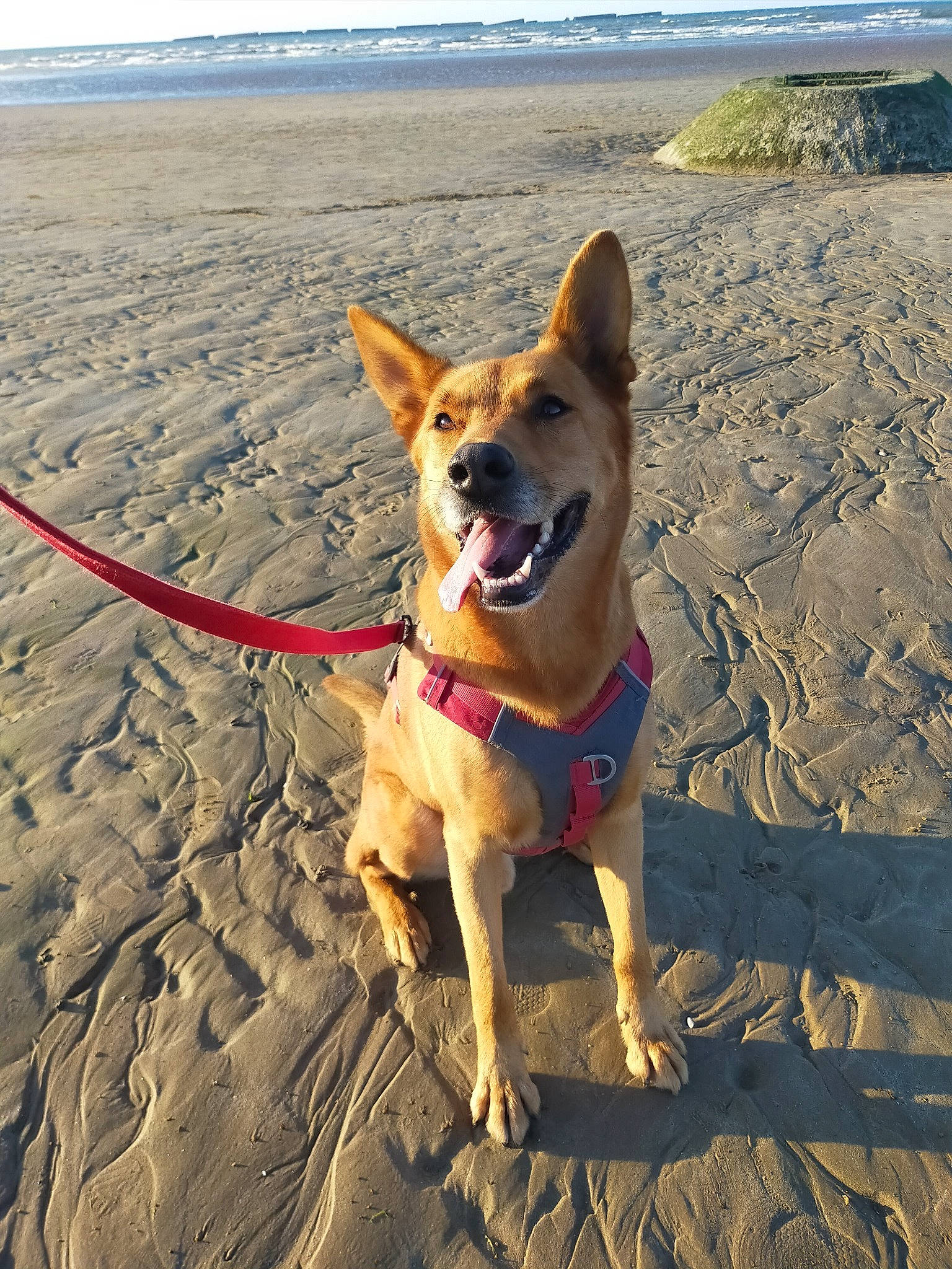 Mowgly a rejoint le concours — aidez-le/la à gagner de superbes lots ! beach, carnivore, collar, companion_dog, dog, dog_breed, dog_collar, dog_supply, fawn, fun, happy, herding_dog, landscape, ocean, sand, sky, sporting_group, tail, water, working_animal