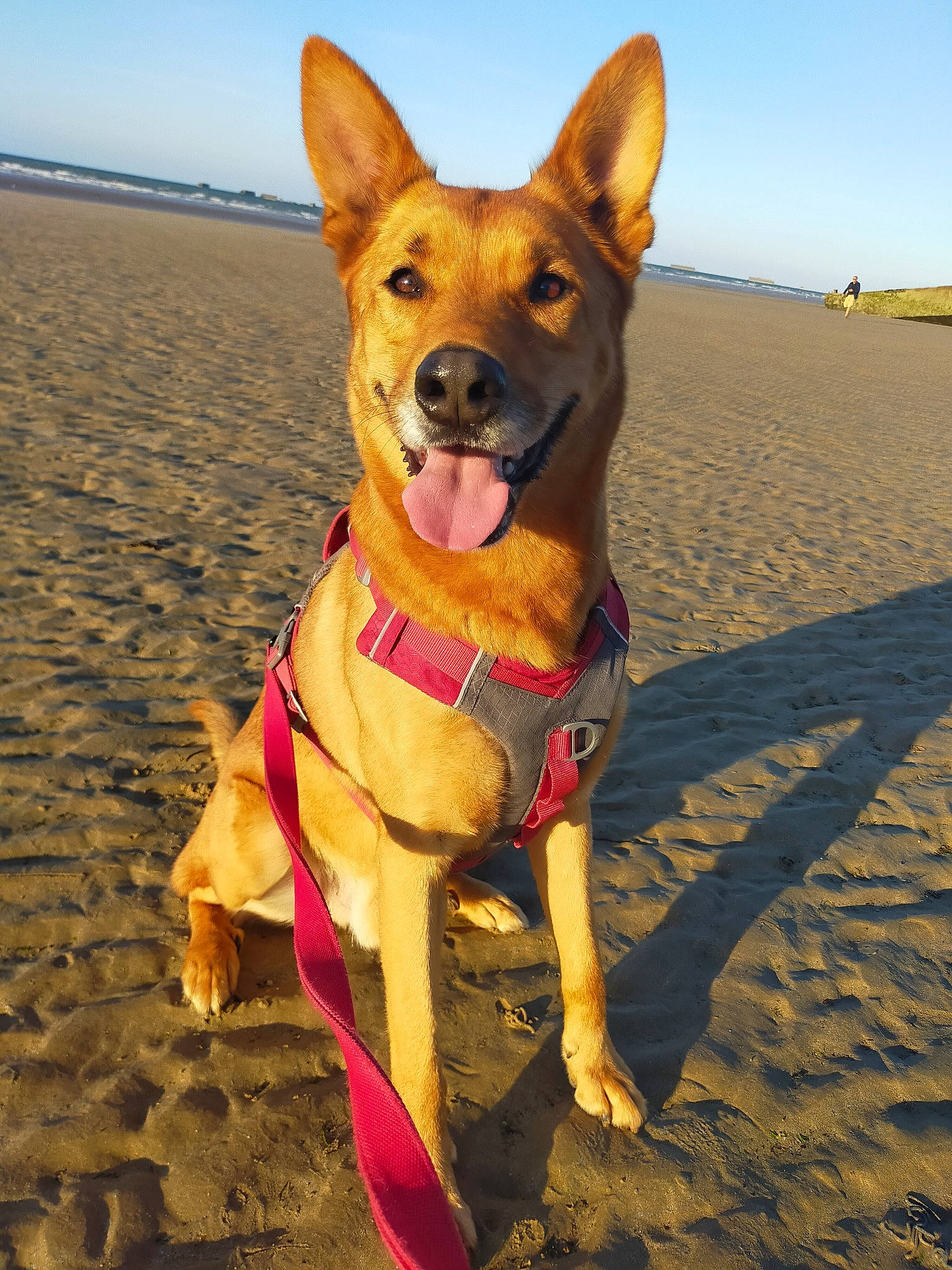 Mowgly participe au concours pour gagner de l'argent avec cette photo : adventure, beach, canidae, carnivore, collar, companion_dog, dog, dog_breed, dog_collar, dog_supply, fawn, fun, happy, landscape, paw, sand, sky, snout, sporting_group, working_animal