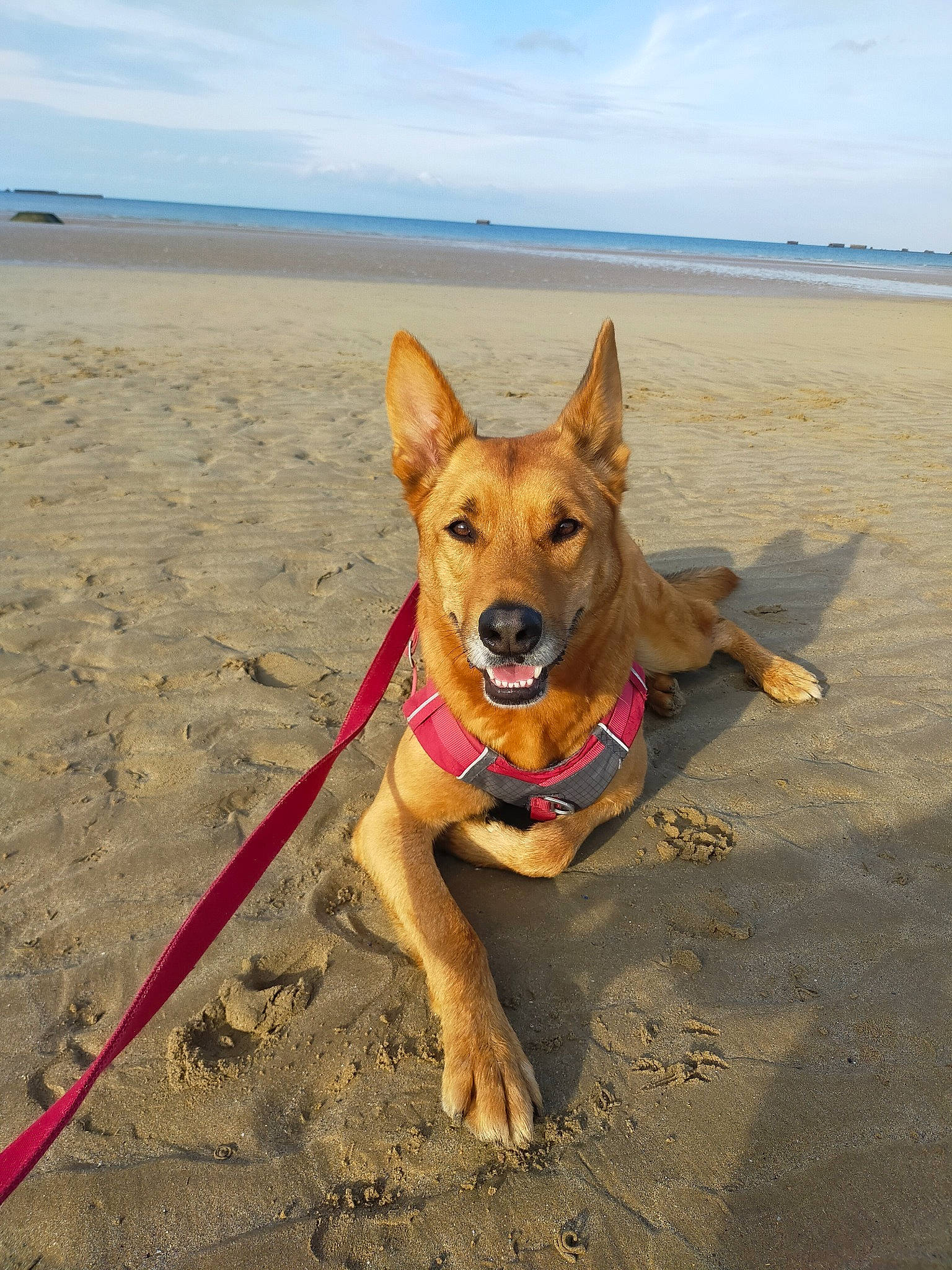 Mowgly a rejoint le concours — aidez-le/la à gagner de superbes lots ! beach, canidae, carnivore, cloud, collar, companion_dog, dog, dog_breed, dog_supply, fawn, fun, mammal, ocean, sand, sky, sporting_group, travel, vertebrate, water, working_animal