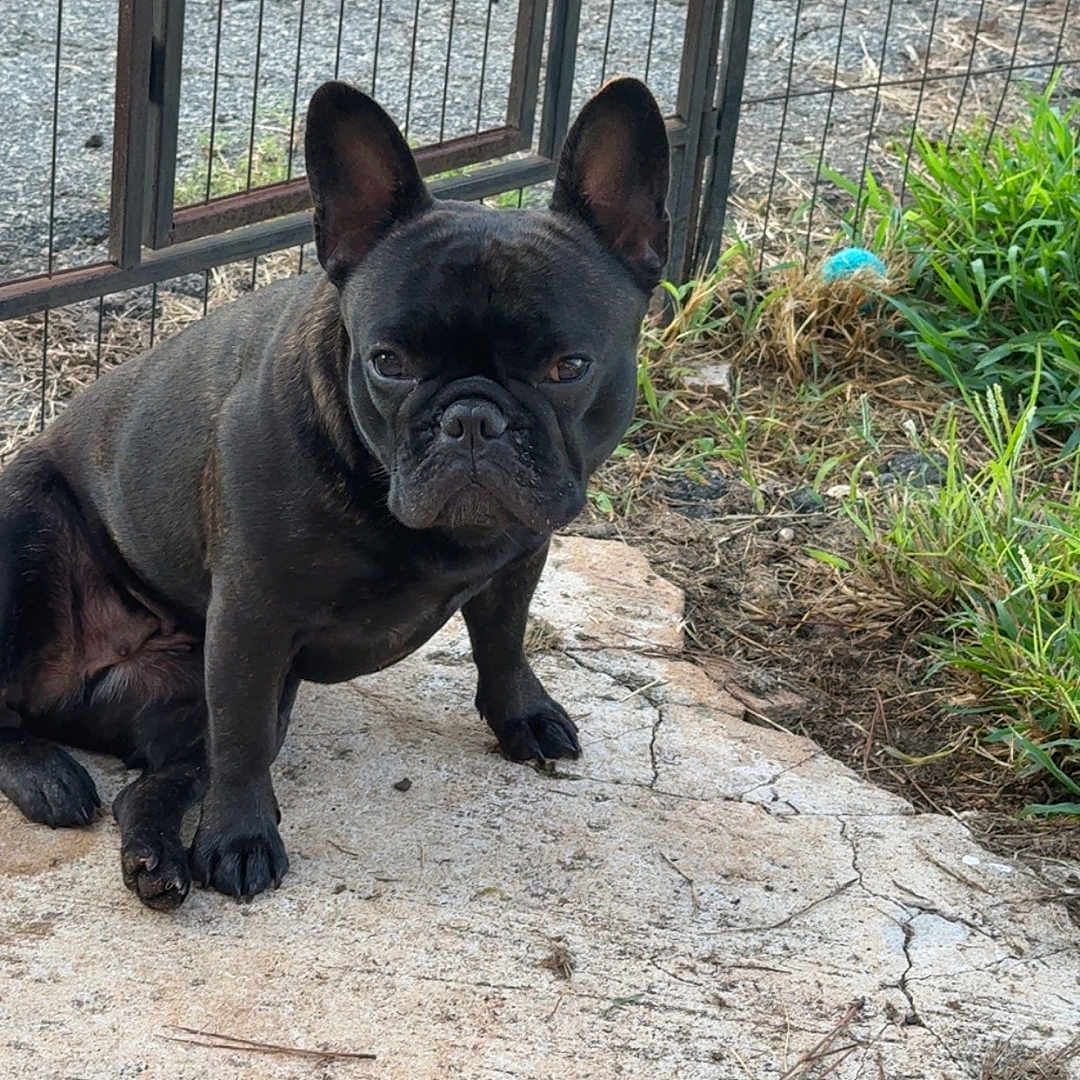 Sadie is registered to the contest to win money with this photo: animal, ball, black_dog, canine, companion, concrete, daylight, dog, ears, face, fence, french_bulldog, grass, guarding, nature, outdoor, paw, pet, sitting, watchful