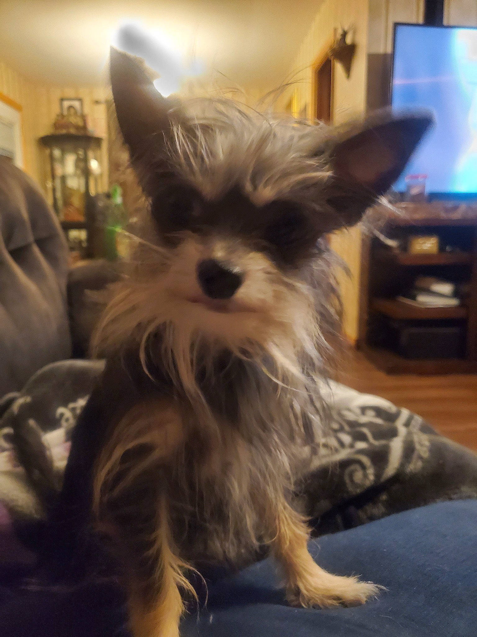 Kiwi is registered to the contest to win money with this photo: australian_silky_terrier, biewer_terrier, cairn_terrier, canidae, carnivore, chinese_crested_dog, companion_dog, dog, dog_breed, ear, mammal, morkie, puppy, schnauzer, small_terrier, snout, terrier, toy_dog, vertebrate, yorkshire_terrier
