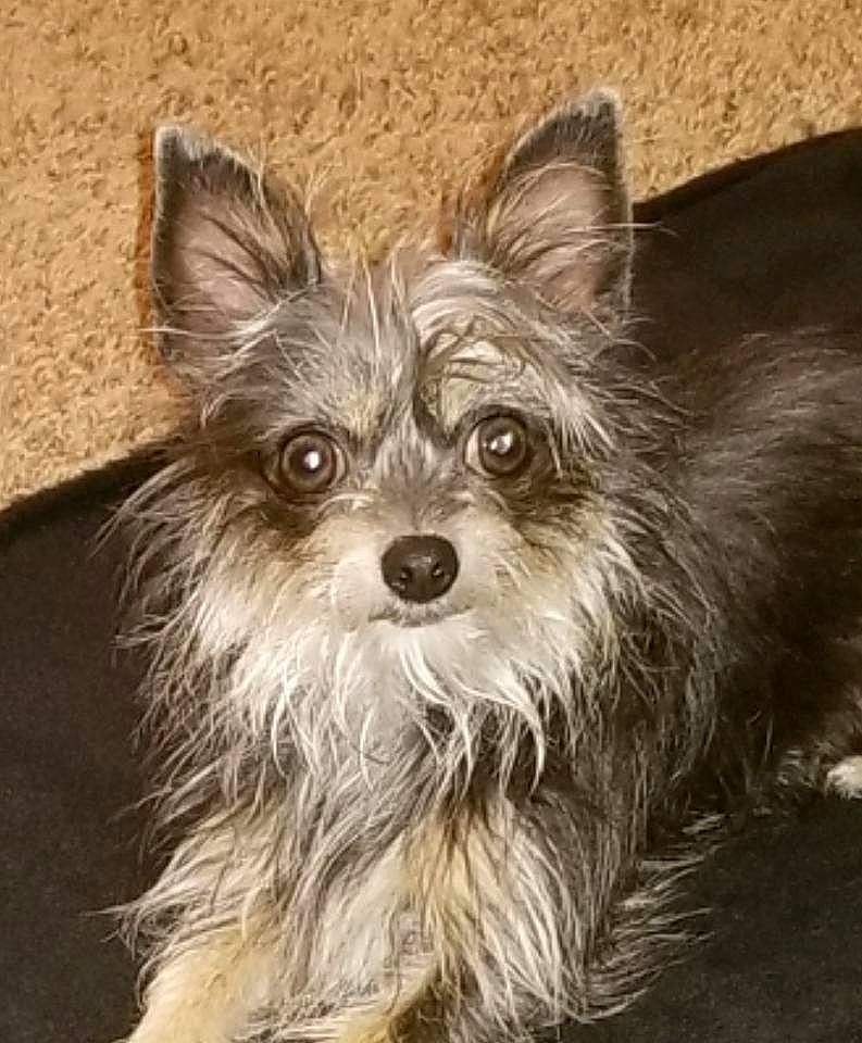 Kiwi is registered to the contest to win money with this photo: australian_silky_terrier, biewer_terrier, cairn_terrier, canidae, carnivore, companion_dog, dog, dog_breed, mammal, morkie, norwich_terrier, puppy, rare_breed_dog, small_terrier, terrier, toy_dog, vertebrate, whiskers, yorkipoo, yorkshire_terrier