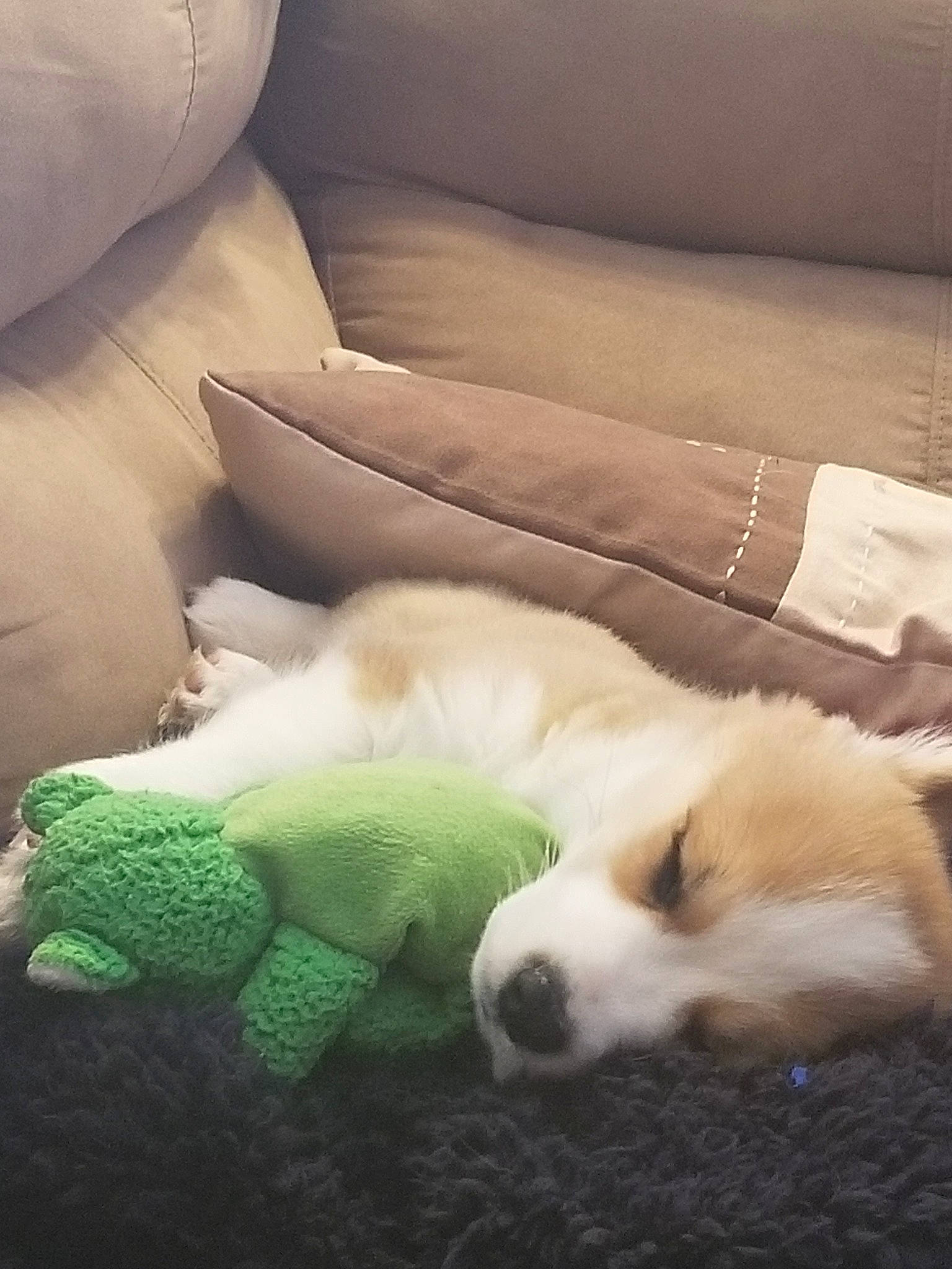 Ryder joined the competition — help win amazing prizes! canidae, carnivore, companion_dog, dog, dog_breed, great_pyrenees, japanese_spitz, nap, puppy, samoyed, sleep