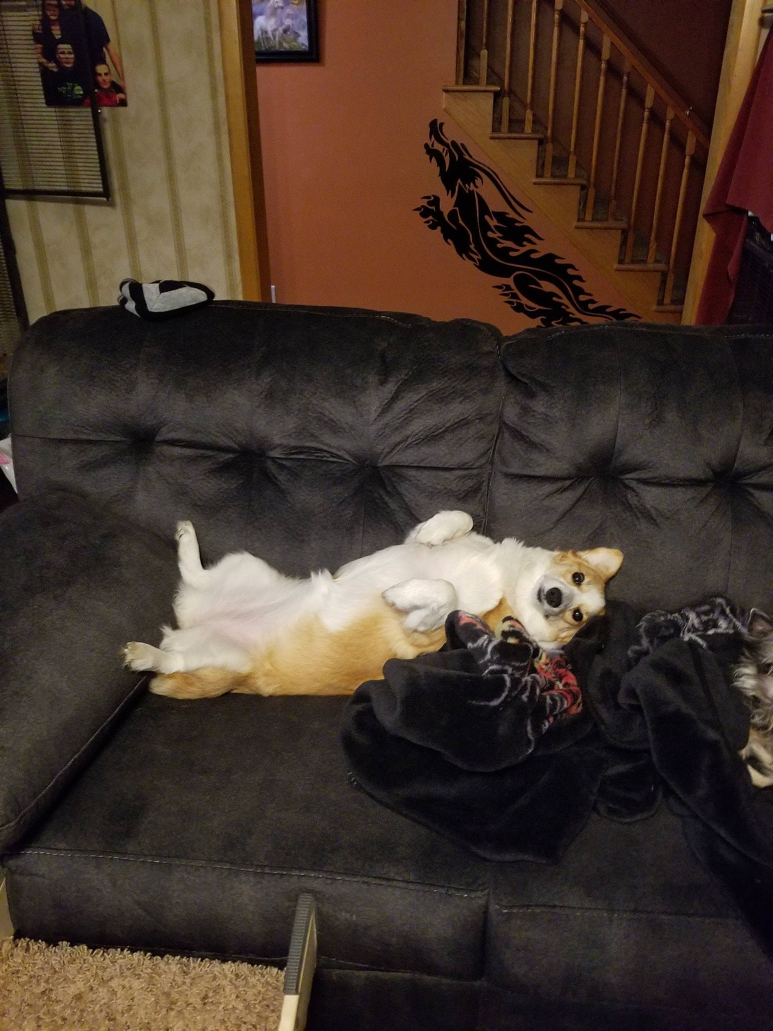 Ryder is registered to the contest to win money with this photo: canidae, carnivore, companion_dog, couch, dog, dog_breed, furniture, maltese, non_sporting_group, tail, west_highland_white_terrier