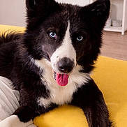 Ivar participe au concours pour gagner de l'argent avec cette photo : black_and_white, blue_eyes, border_collie, close_up, companion, dog, ears, fur, happy, indoor, living_room, nose, pet, portrait, relaxed, shelf, sofa, tongue_out, wood_floor, yellow_couch