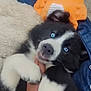 Ivar a rejoint le concours — aidez-le/la à gagner de superbes lots ! puppy, dog, blue_eyes, black_and_white, playful, hand, blanket, plush_toy, orange, cute, pet, lying_down, fur, animal, domestic_animal, indoors, cozy, mischievous, person, watching
