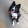 dog, black_and_white, blue_eyes, sitting, concrete_floor, wall, canine, pet, happy, tongue_out, looking_up, ears_up, collar, domestic_animal, outdoor, animal, fur, friendly, companion, cute
