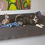 Ivar participe au concours pour gagner de l'argent avec cette photo : dog, couch, blue_pillow, blanket, painting, indoor, pet, fur, tongue, sitting, relaxed, small_dog, large_dog, eyes, home, artwork, colorful, modern_art, animal, living_room