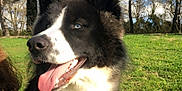 Ivar a rejoint le concours — aidez-le/la à gagner de superbes lots ! dog, black_and_white, blue_eyes, tongue_out, harness, outdoor, grass, trees, sunny, sky, clouds, pet, canine, nature, happy, mammal, animal, fur, daytime, closeup