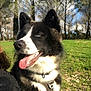 dog, black_and_white, blue_eyes, tongue_out, harness, outdoor, grass, trees, sunny, sky, clouds, pet, canine, nature, happy, mammal, animal, fur, daytime, closeup