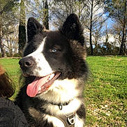 Ivar a rejoint le concours — aidez-le/la à gagner de superbes lots ! animal, black_and_white, blue_eyes, canine, close_up, clouds, daytime, dog, grass, happy, harness, mammal, nature, outdoor, park, pet, sky, sunny, tongue_out, trees