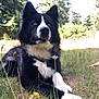 dog, black_and_white, blue_eyes, grass, wildflowers, nature, outdoor, meadow, trees, sunlight, animal, canine, fur, forest, pet, lying_down, alert, summer, flora, peaceful