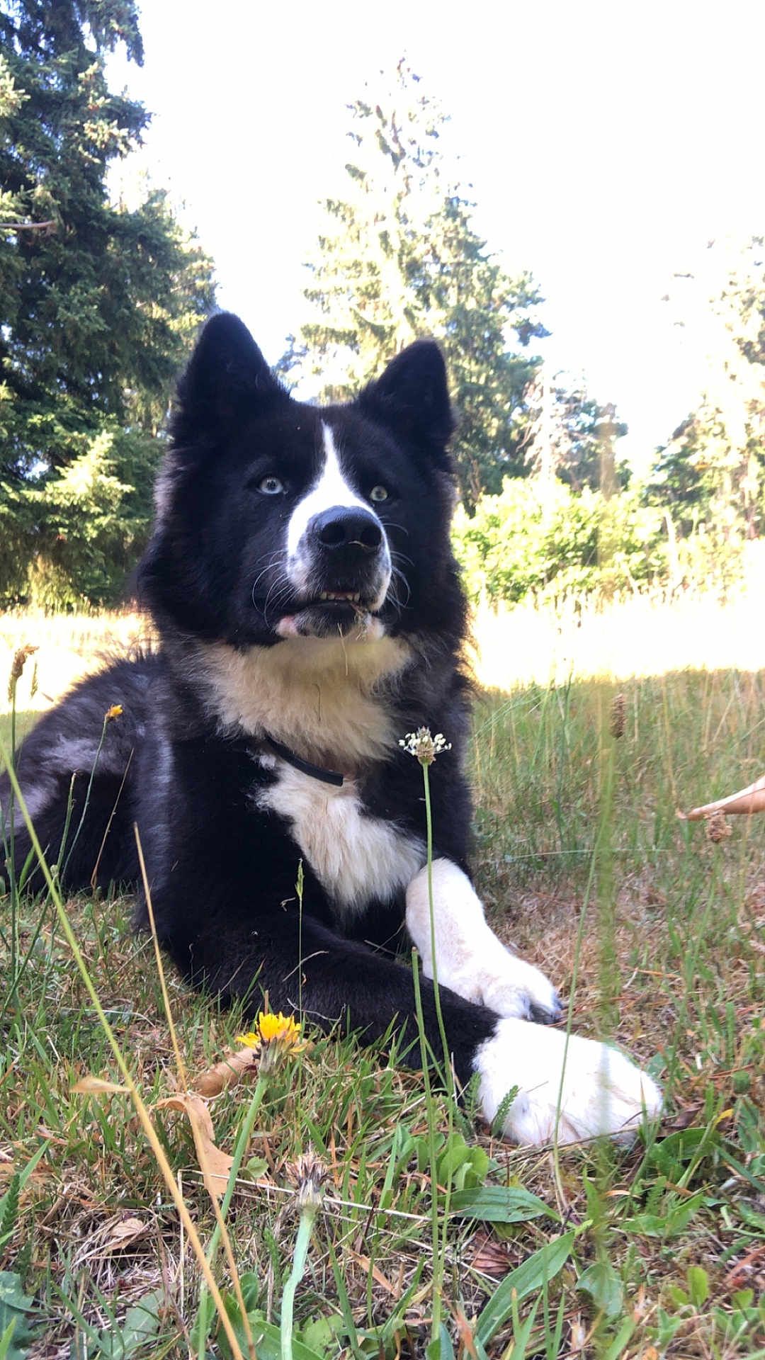 Ivar a rejoint le concours — aidez-le/la à gagner de superbes lots ! dog, black_and_white, blue_eyes, grass, wildflowers, nature, outdoor, meadow, trees, sunlight, animal, canine, fur, forest, pet, lying_down, alert, summer, flora, peaceful