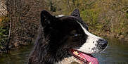 Ivar a rejoint le concours — aidez-le/la à gagner de superbes lots ! black_and_white_fur, blue_eyes, canine, collar, dog, ears, fur_texture, grass, happy, husky, nose, outdoor, panting, path, portrait, river, sky, tongue_out, trees, water