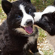 Ivar participe au concours pour gagner de l'argent avec cette photo : puppy, dog, black_and_white, blue_eyes, tongue_out, nuzzle, grass, outdoor, sunny, cute, fluffy, pet, animal, playful, young_dog, nature, adorable, happy, canine, close_up