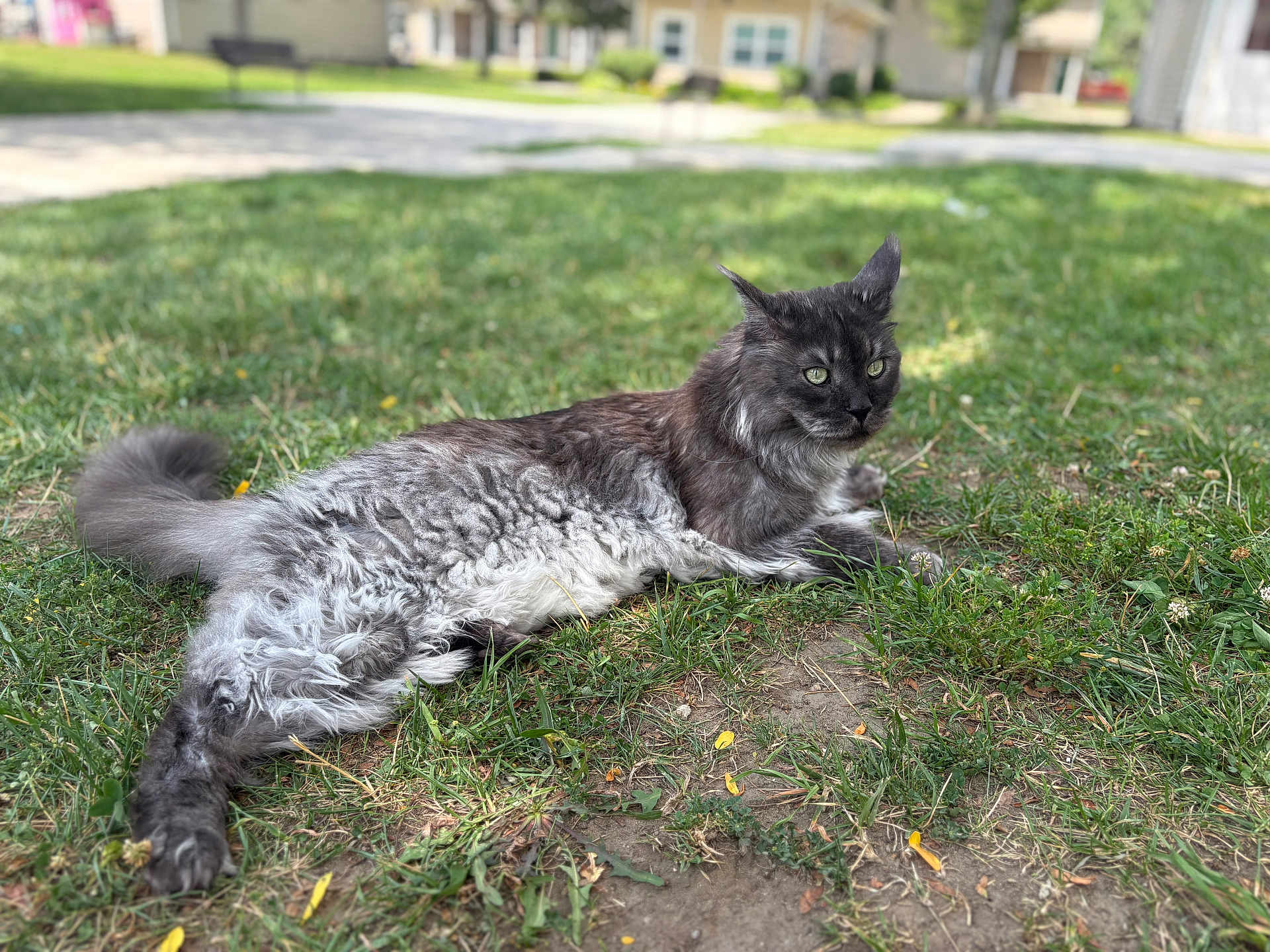 Kozmo joined the competition — help win amazing prizes! cat, gray_cat, outdoor, grass, animal, pet, feline, fluffy, relaxed, alert, green_eyes, nature, mammal, lying_down, curious, domestic_cat, summer, daylight, soft_focus, peaceful