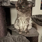 Kozmo is registered to the contest to win money with this photo: cat, fluffy, green_eyes, cat_tree, gray, pet, indoor, feline, curious, head_tilt, fur, whiskers, platform, hammock, wall, poster, cozy, close_up, animal, cute