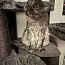 cat, fluffy, green_eyes, cat_tree, gray, pet, indoor, feline, curious, head_tilt, fur, whiskers, platform, hammock, wall, poster, cozy, close_up, animal, cute