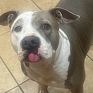 Luna is registered to the contest to win money with this photo: dog, pet, tongue_out, indoor, tile_floor, white_coat, gray_coat, canine, animal, cute, playful, muzzle, ears, paw, looking_up, friendly, companion, domestic, household, adorable