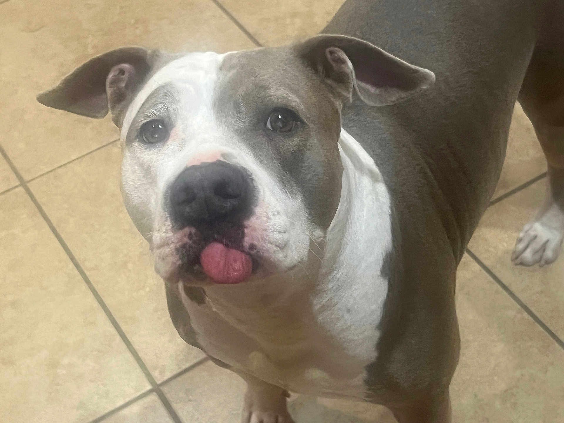 Luna is registered to the contest to win money with this photo: dog, pet, tongue_out, indoor, tile_floor, white_coat, gray_coat, canine, animal, cute, playful, muzzle, ears, paw, looking_up, friendly, companion, domestic, household, adorable