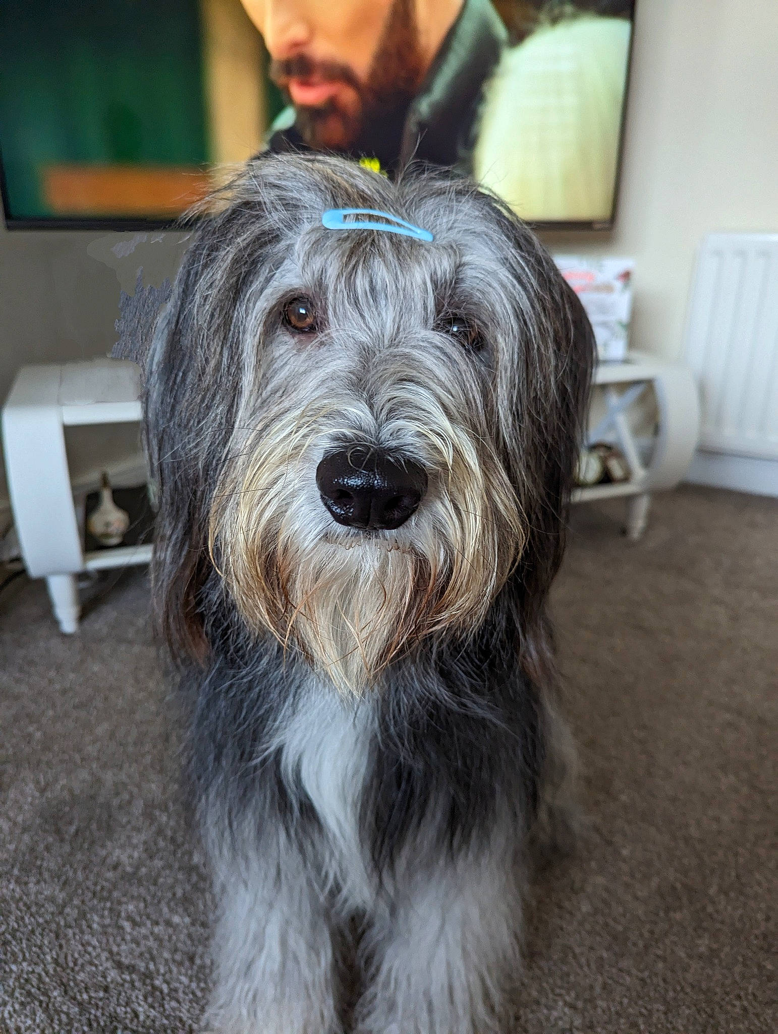 Jackson is registered to the contest to win money with this photo: automotive_tire, beard, biewer_terrier, canidae, carnivore, companion_dog, dog, dog_breed, flooring, fur, maltepoo, non_sporting_group, picture_frame, small_terrier, sporting_group, television, terrier, toy_dog, working_animal, working_dog