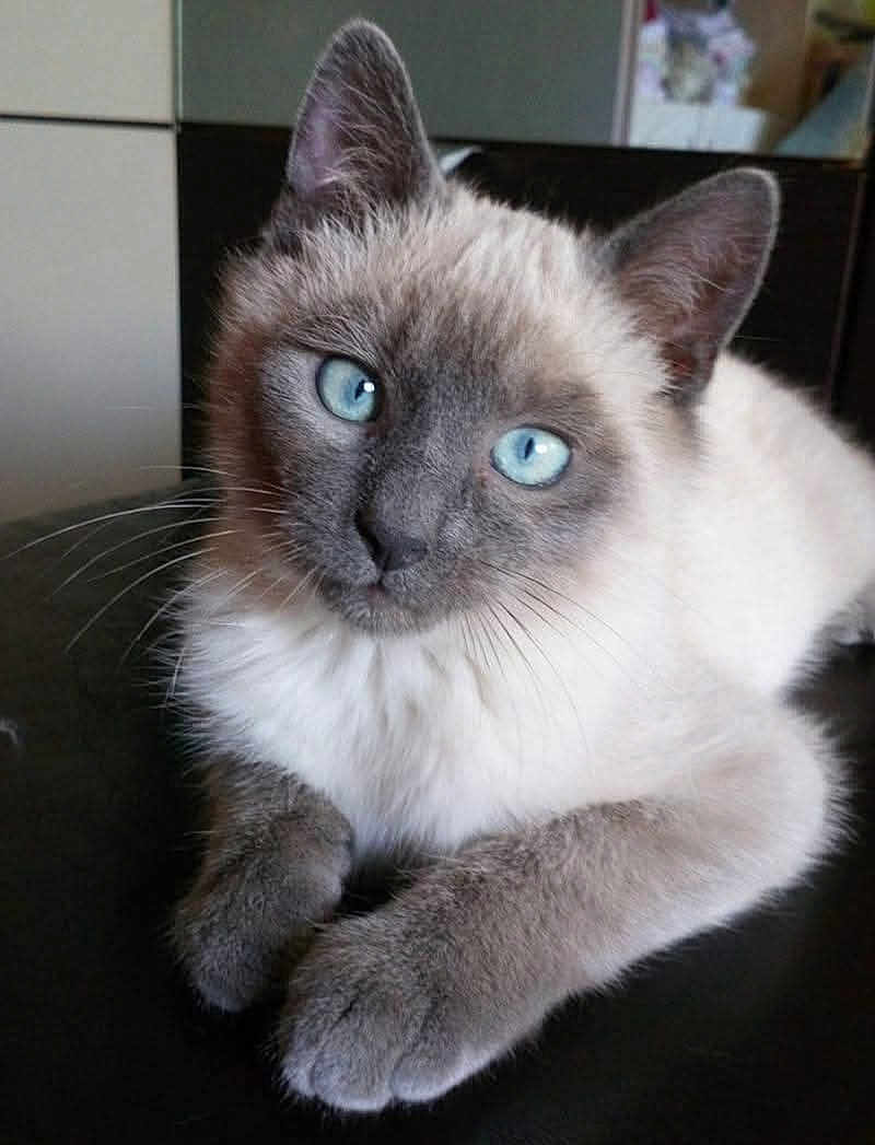 Oreo