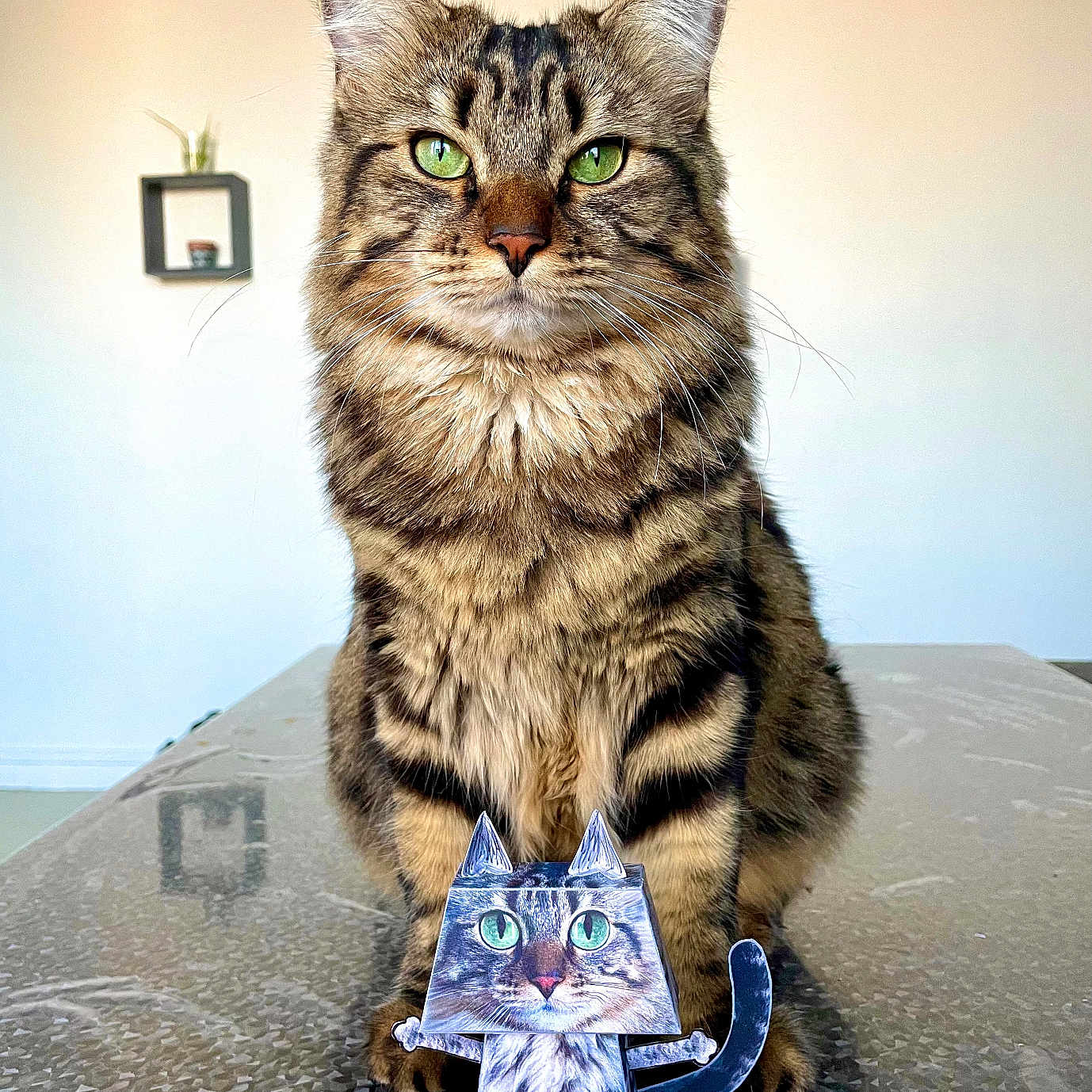 Sushi participe au concours pour gagner de l'argent avec cette photo : animal, cat, closeup, cute, decor, domestic_cat, ears, feline, fur, green_eyes, indoor, paper_cutout, pet, playful, portrait, reflection, sitting, tabby_cat, table, whiskers