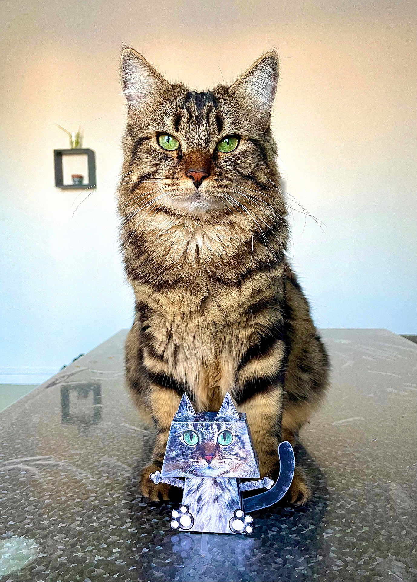 Sushi participe au concours pour gagner de l'argent avec cette photo : cat, tabby_cat, green_eyes, paper_cutout, table, indoor, reflection, pet, feline, animal, cute, portrait, sitting, fur, whiskers, ears, closeup, domestic_cat, playful, decor