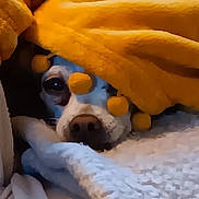 Daisy Mae joined the competition — help win amazing prizes! dog, blanket, yellow, pom_poms, cozy, snuggled, soft, white, fur, pet, animal, resting, indoors, cute, comfort, warm, sleepy, face, nose, close_up