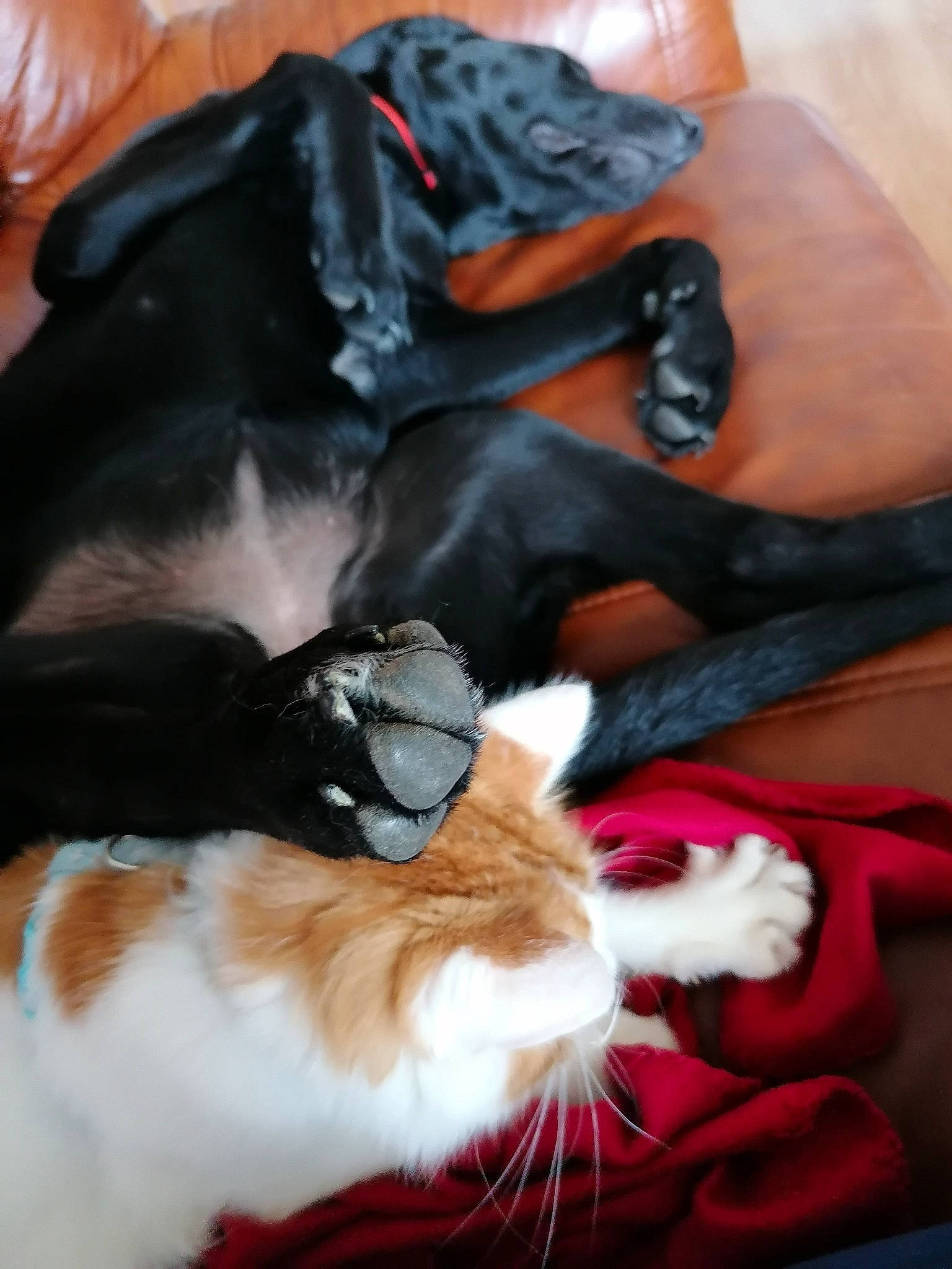 Radja a rejoint le concours — aidez-le/la à gagner de superbes lots ! carnivore, cat, claw, felidae, fur, lap, leg, paw, small_to_medium_sized_cats, whiskers