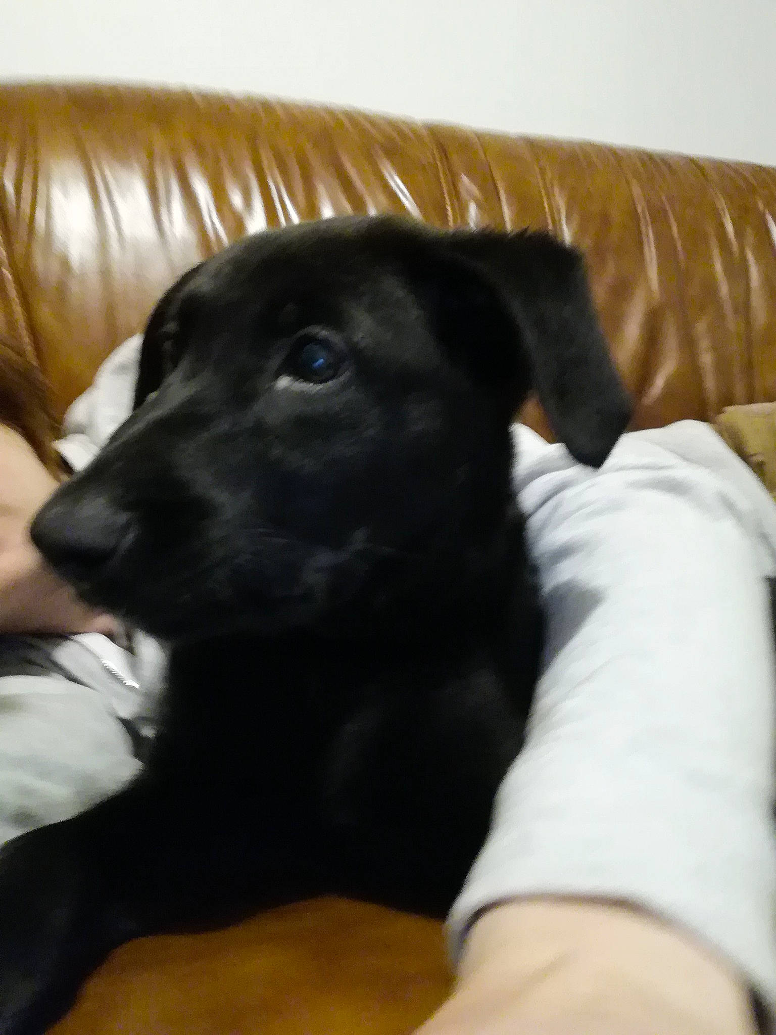 Radja participe au concours pour gagner de l'argent avec cette photo : beagador, borador, canidae, carnivore, companion_dog, dog, dog_breed, labrador_retriever, mammal, patterdale_terrier, puppy, rare_breed_dog, snout, sporting_group