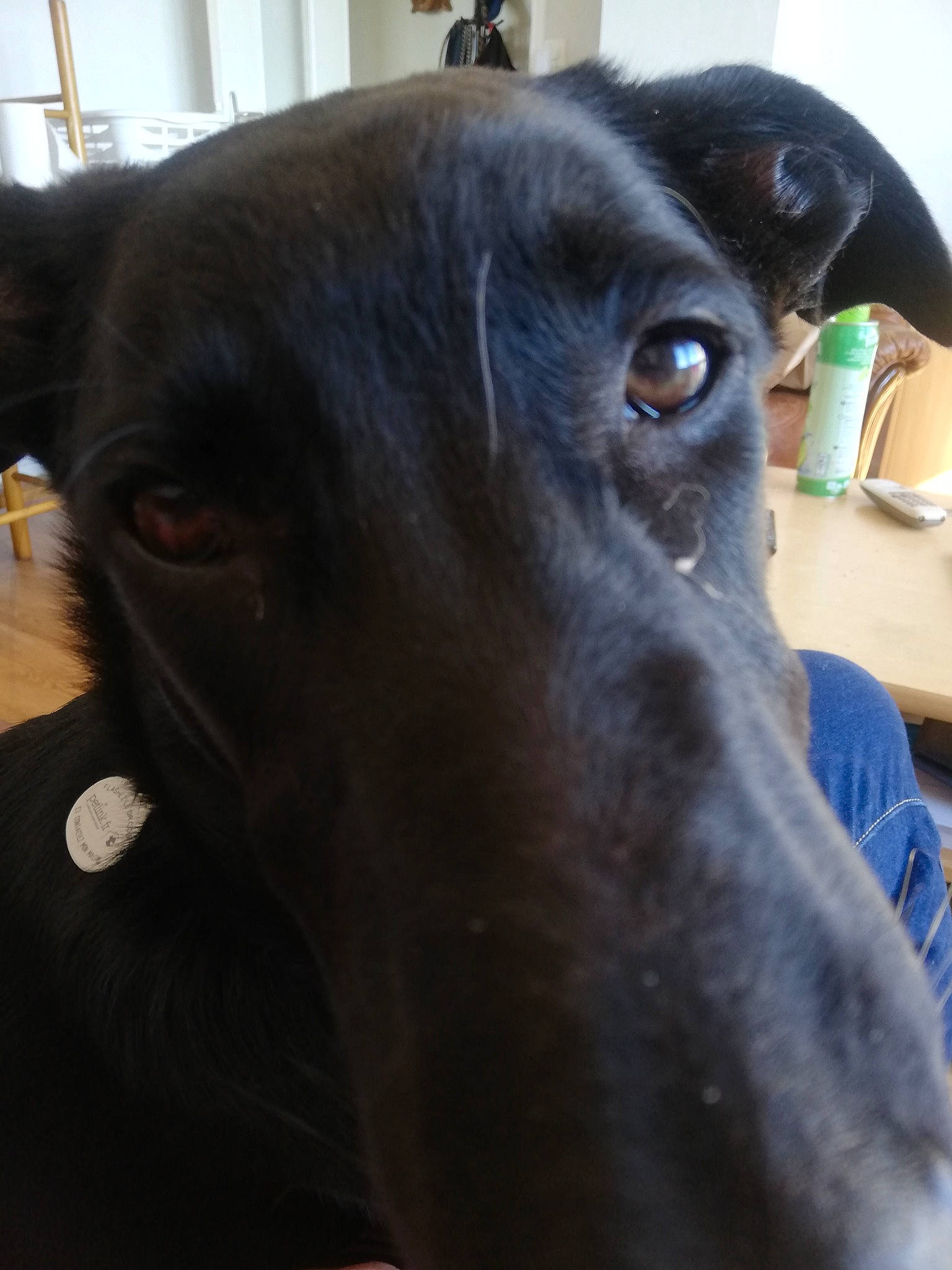 Radja a rejoint le concours — aidez-le/la à gagner de superbes lots ! black, canidae, carnivore, dog, dog_breed, ear, eye, galgo_espanol, greyhound, italian_greyhound, jaw, mammal, nose, patterdale_terrier, sighthound, snout, sporting_group, vertebrate, whiskers