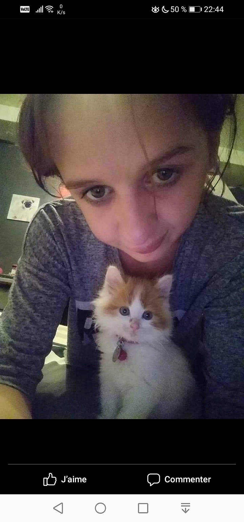 Garfield participe au concours pour gagner de l'argent avec cette photo : carnivore, cat, cheek, ear, eye, face, felidae, fur, kitten, mouth, munchkin, nose, photo_caption, photography, ragdoll, siberian, skin, small_to_medium_sized_cats, snapshot, whiskers