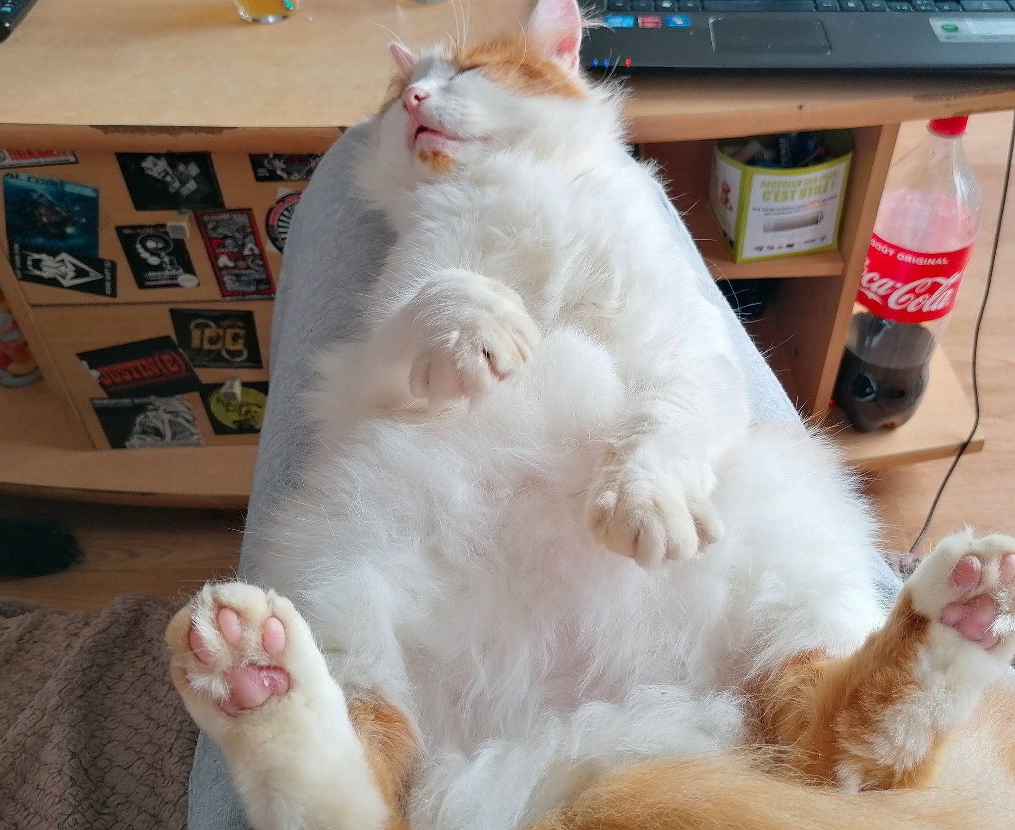 Garfield a rejoint le concours — aidez-le/la à gagner de superbes lots ! american_curl, asian, carnivore, cat, colorpoint_shorthair, domestic_long_haired_cat, felidae, fur, javanese, norwegian_forest_cat, small_to_medium_sized_cats, tail, turkish_angora, turkish_van, whiskers