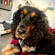 Priska participe au concours pour gagner de l'argent avec cette photo : dog, curly_fur, black_and_tan, close_up, pet, indoor, blanket, living_room, furniture, mirror, lantern, wooden_floor, cozy, relaxed, animal, companion, cute, portrait, curly_ears, resting