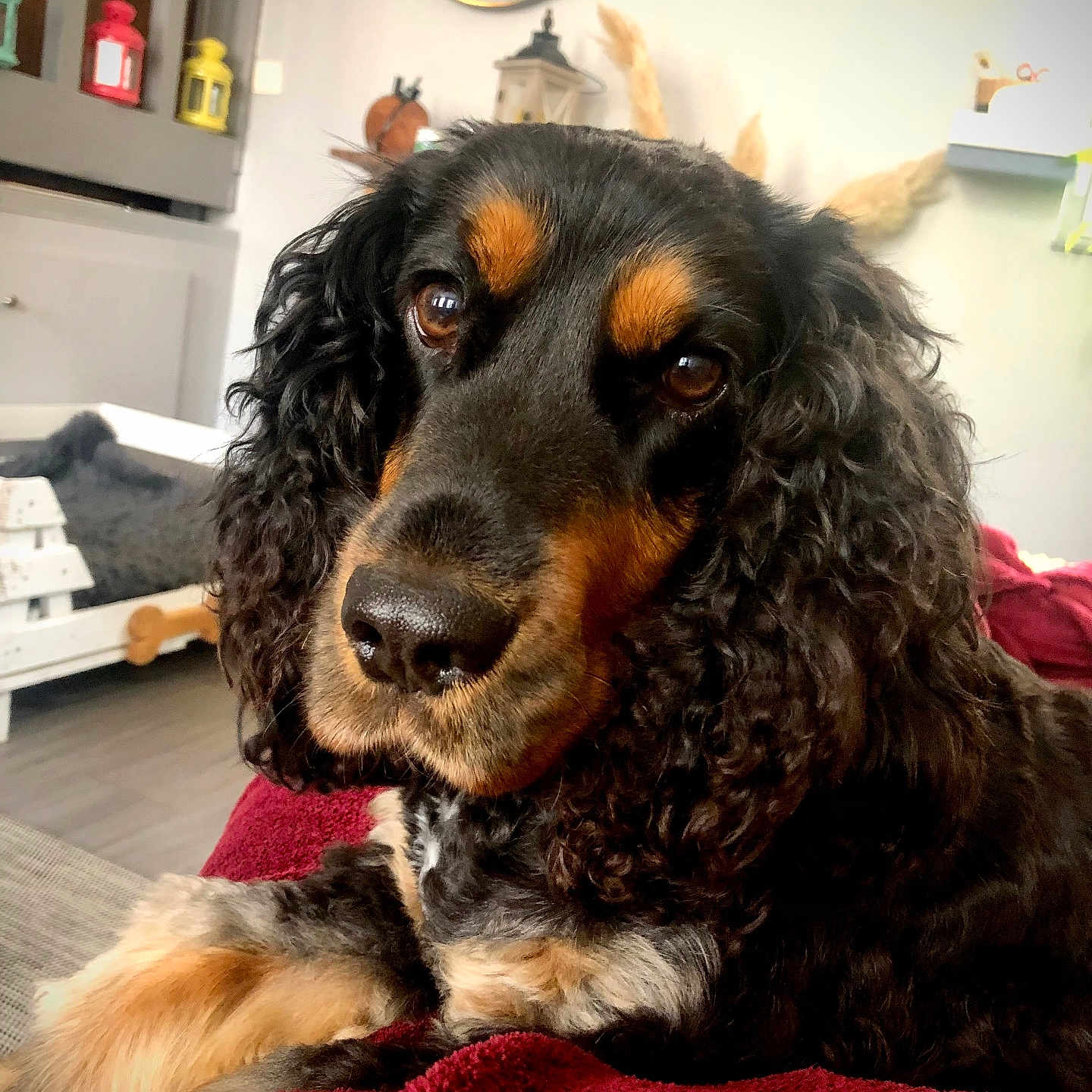 Priska participe au concours pour gagner de l'argent avec cette photo : animal, black_and_tan, blanket, close_up, companion, cozy, curly_ears, curly_fur, cute, dog, furniture, indoor, lantern, living_room, mirror, pet, portrait, relaxed, resting, wooden_floor