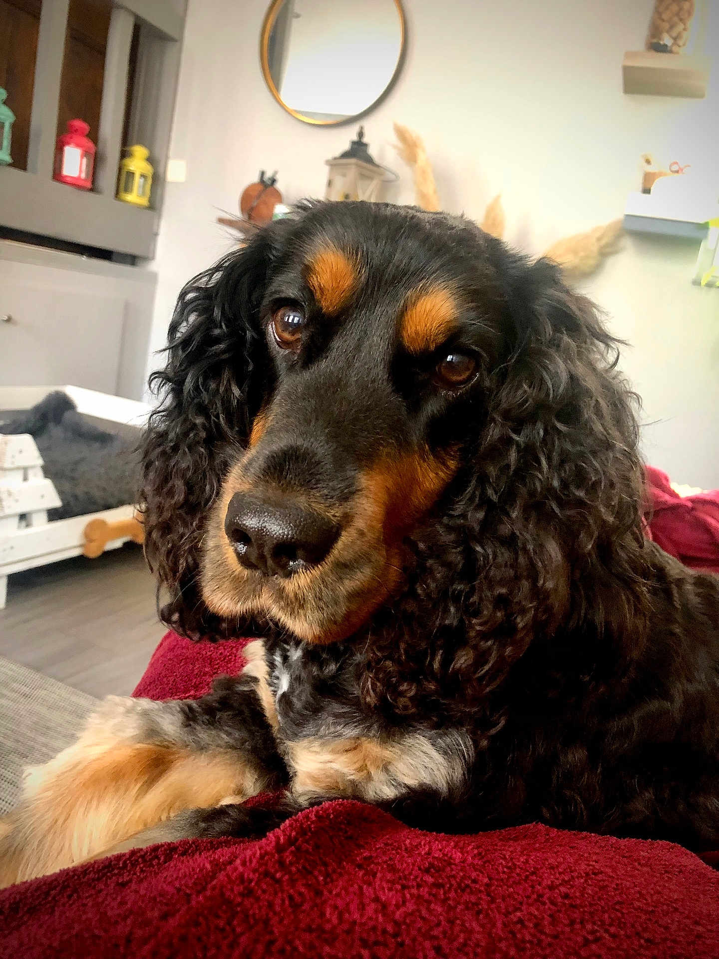 Priska participe au concours pour gagner de l'argent avec cette photo : dog, curly_fur, black_and_tan, close_up, pet, indoor, blanket, living_room, furniture, mirror, lantern, wooden_floor, cozy, relaxed, animal, companion, cute, portrait, curly_ears, resting