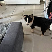 Oshoa a rejoint le concours — aidez-le/la à gagner de superbes lots ! puppy, dog, black_and_white, tile_floor, living_room, furniture, entertainment_unit, curious, indoor, pet, young_dog, floor_tiles, modern_interior, home, cozy, small_dog, standing, fur, ears, cute