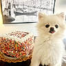 Teddy is registered to the contest to win money with this photo: puppy, dog, white_dog, fluffy, small_dog, pomeranian, portrait, cake, birthday_cake, sprinkles, dessert, colorful, indoor, table, home, wall_art, venice, canal, cute, tongue