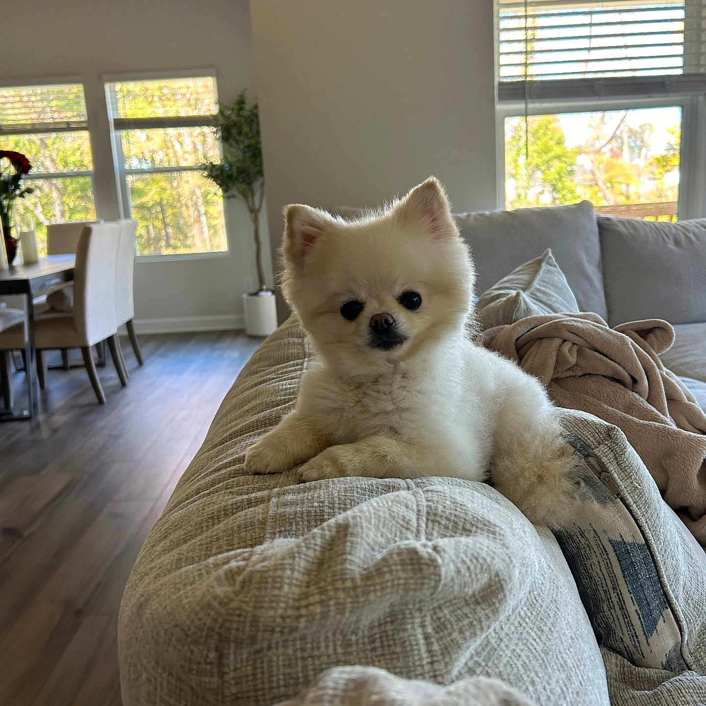 Teddy joined the competition — help win amazing prizes! dog, puppy, small_dog, fluffy, white_fur, pomeranian, sitting, sofa, couch, blanket, cushions, living_room, indoors, home, window, sunlight, daylight, wood_floor, portrait, cute