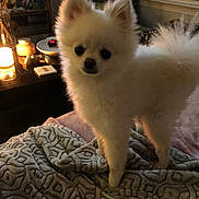 Teddy joined the competition — help win amazing prizes! dog, puppy, white_dog, fluffy, small_dog, pomeranian, pet, animal, portrait, standing, indoors, blanket, cozy, home, living_room, warm_lighting, lamp, window, furniture, cute