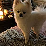 dog, puppy, white_dog, fluffy, small_dog, pomeranian, pet, animal, portrait, standing, indoors, blanket, cozy, home, living_room, warm_lighting, lamp, window, furniture, cute